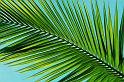 Frond Of You