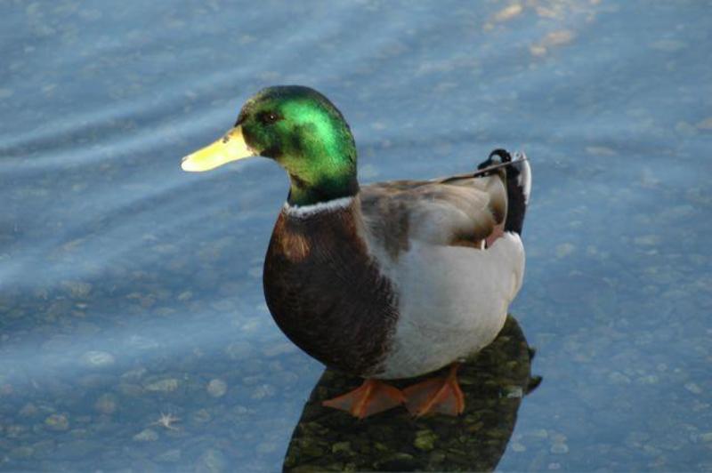 Uncommon Mallard