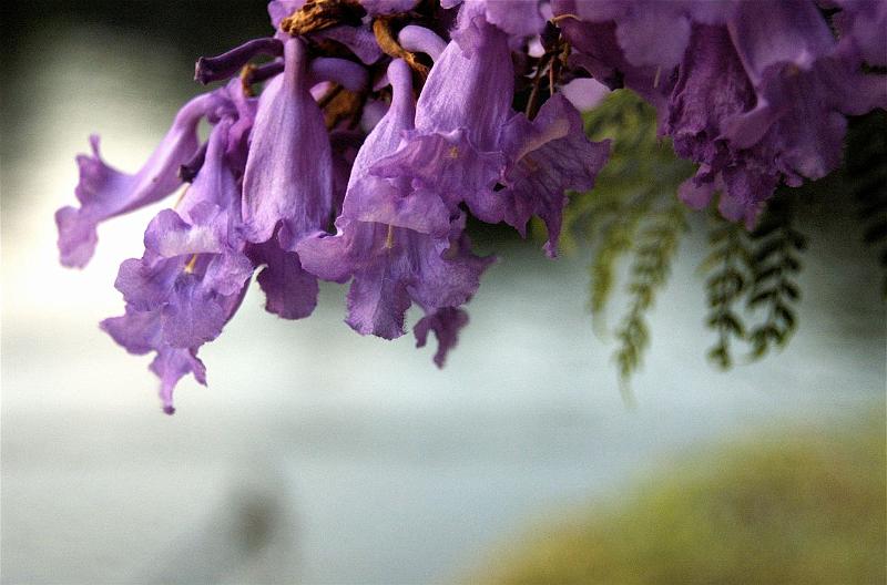 Jacarandas 