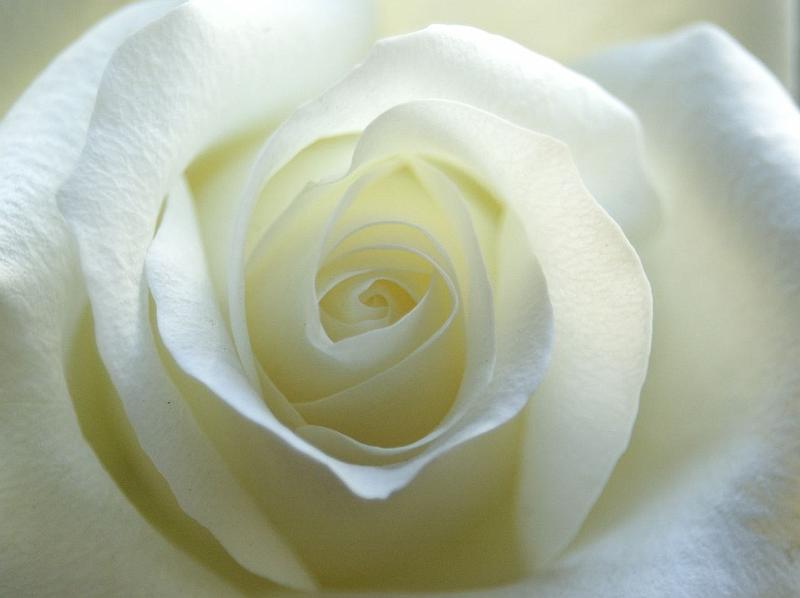 La Rosa Blanca