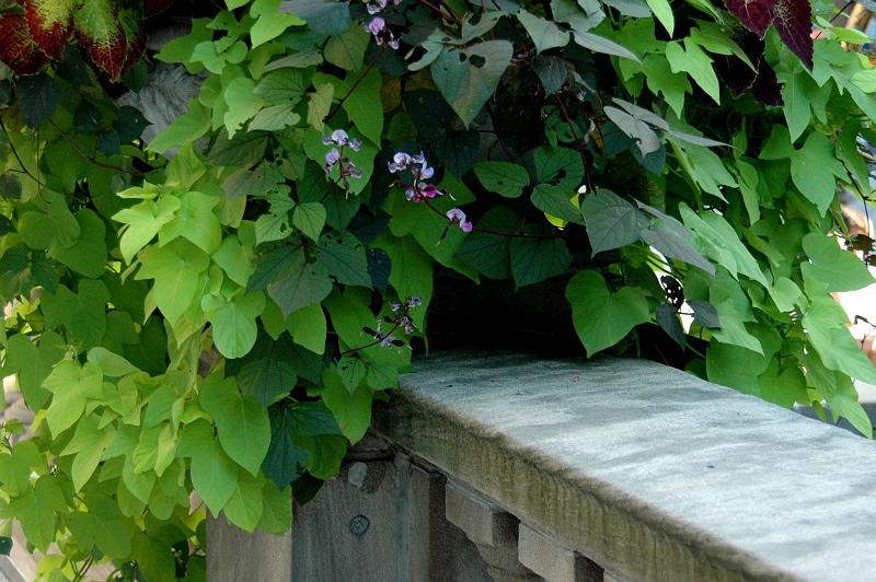 Wall Flowers